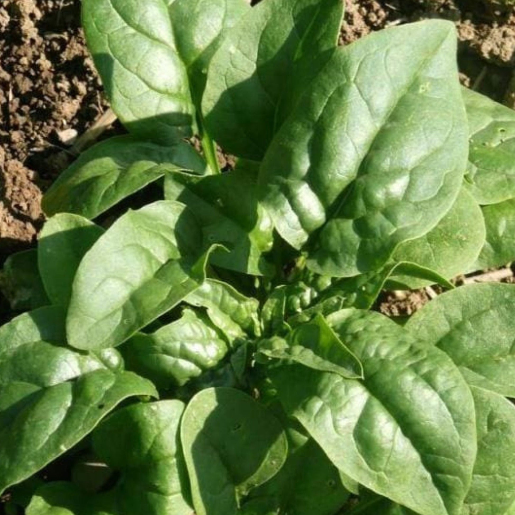 Verdil Spinach - Blessings Grow Meadows
