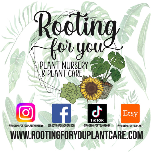 VEGAN Premium Magic Brew KELP Tea Bags Natural & Organic 4 Tea Bags MAKES 8 GALLONS - Oregon Licensed Nursery - Easy to Brew in your watering can!