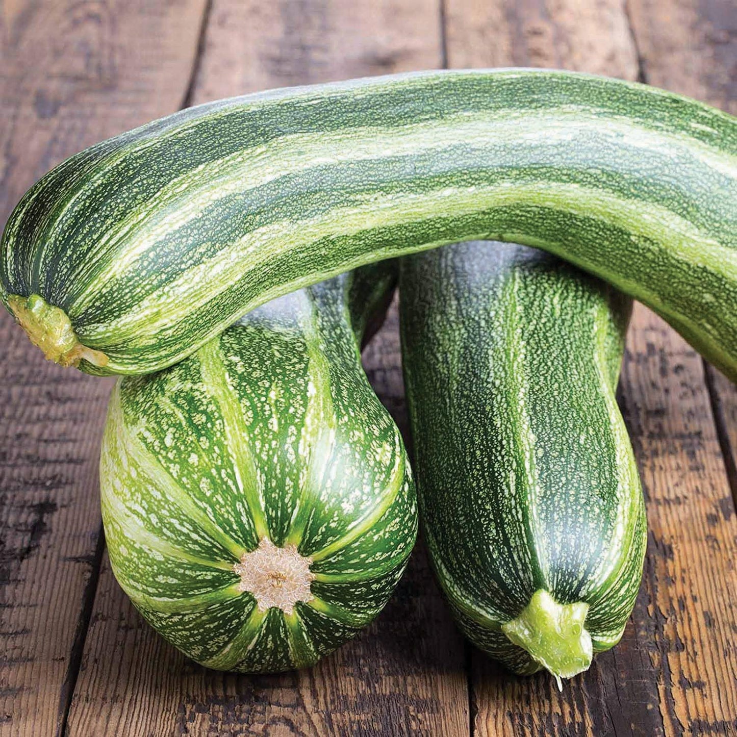 Italian Striped Zucchini - Blessings Grow Meadows