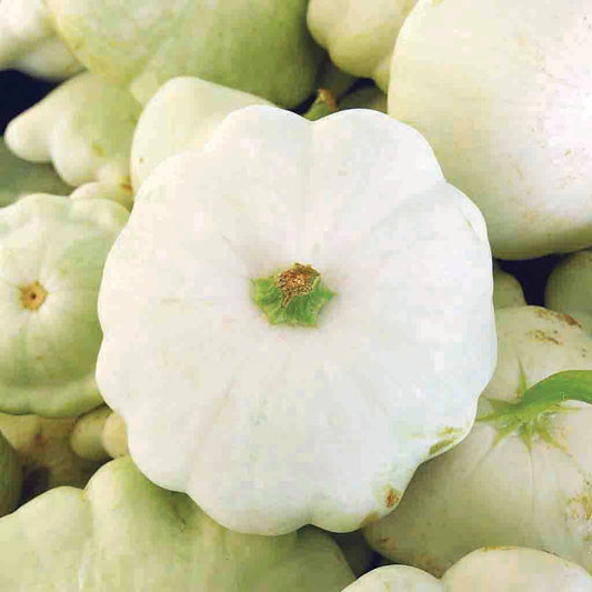 White Scallop Squash - Blessings Grow Meadows