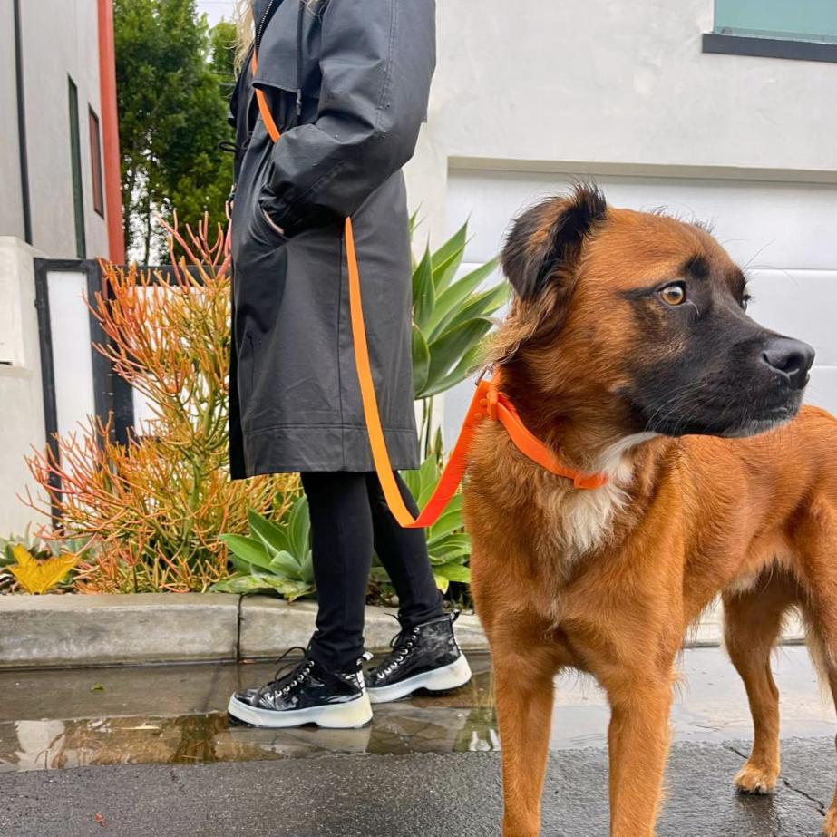 Waterproof PVC dog collar by Tilley + Me, durable, odor-resistant, all-weather collar with a secure buckle and adjustable fit.