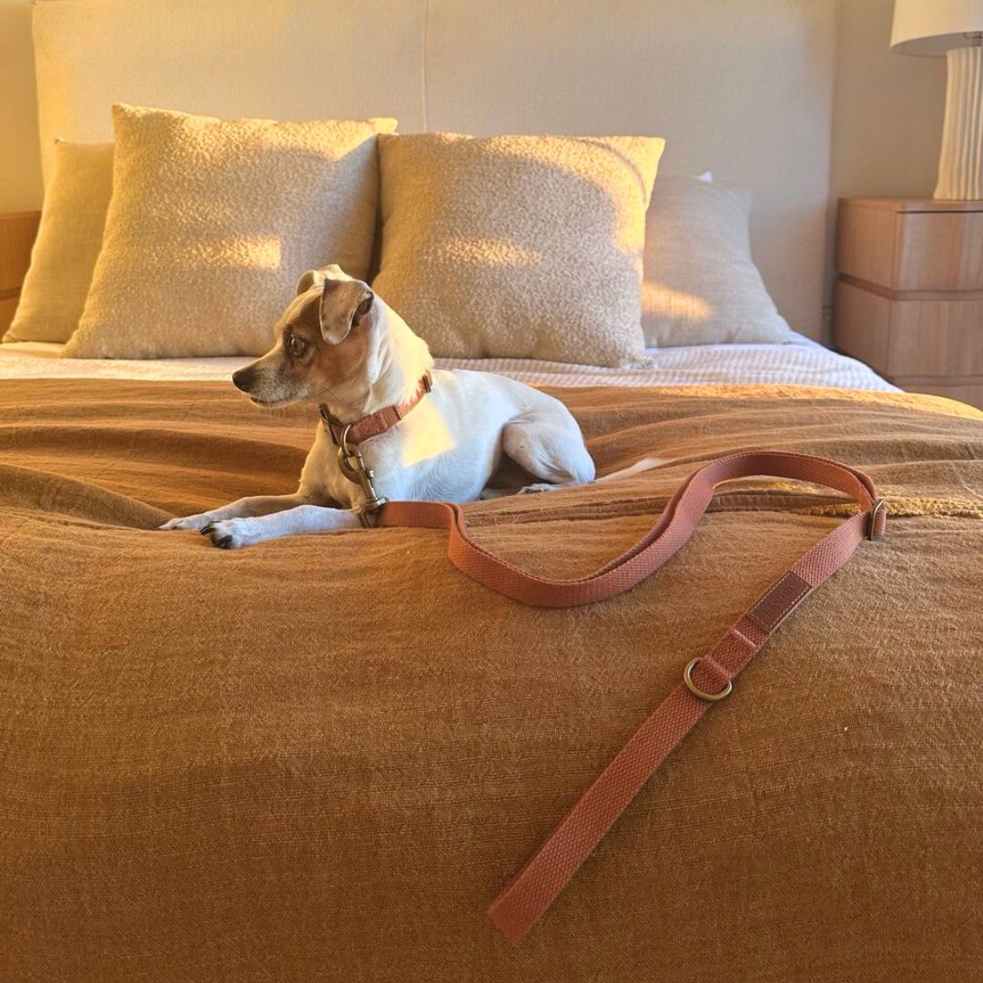 Hemp cotton dog collar from Tilley + Me, adjustable, lightweight, soft, durable, and sustainable for small to large dogs.