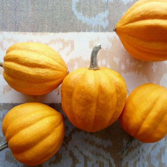 Gill's Golden Pippin Squash - Blessings Grow Meadows