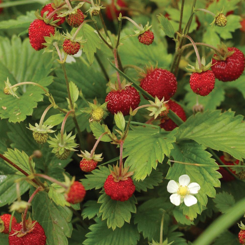 Alexandria Strawberry (Everbearing) seeds - Blessings Grow Meadows