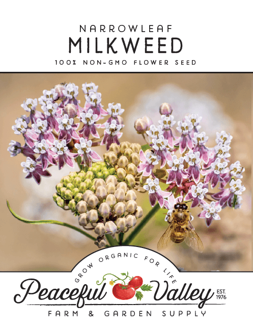 Narrowleaf Milkweed Seeds - Blessings Grow Meadows