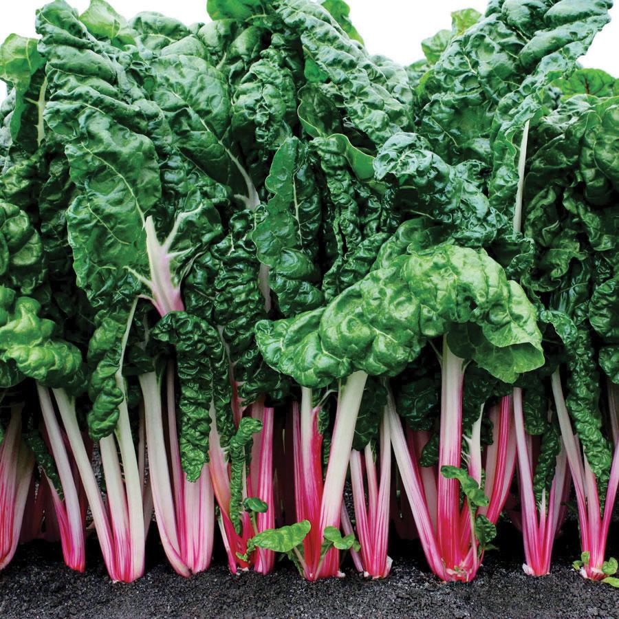 Pink Swiss Chard - Blessings Grow Meadows