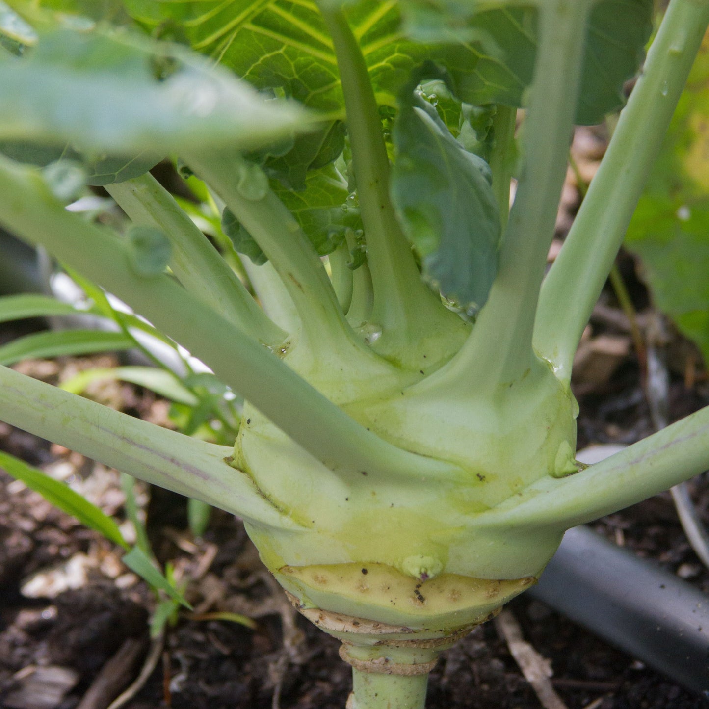 White Vienna Kohlrabi - Blessings Grow Meadows