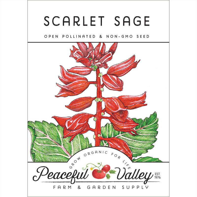 Sage, Scarlet (pack) - Blessings Grow Meadows