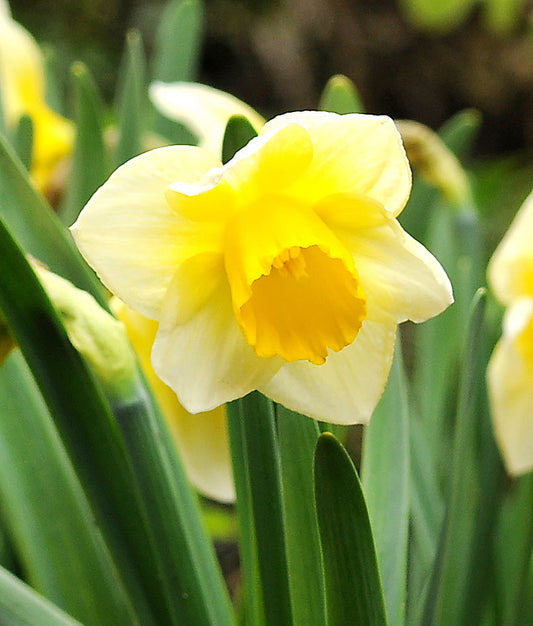 Salome large cup daffodil bulbs from BloomingBulb, showing bright yellow flower buds and green foliage ready for planting.
