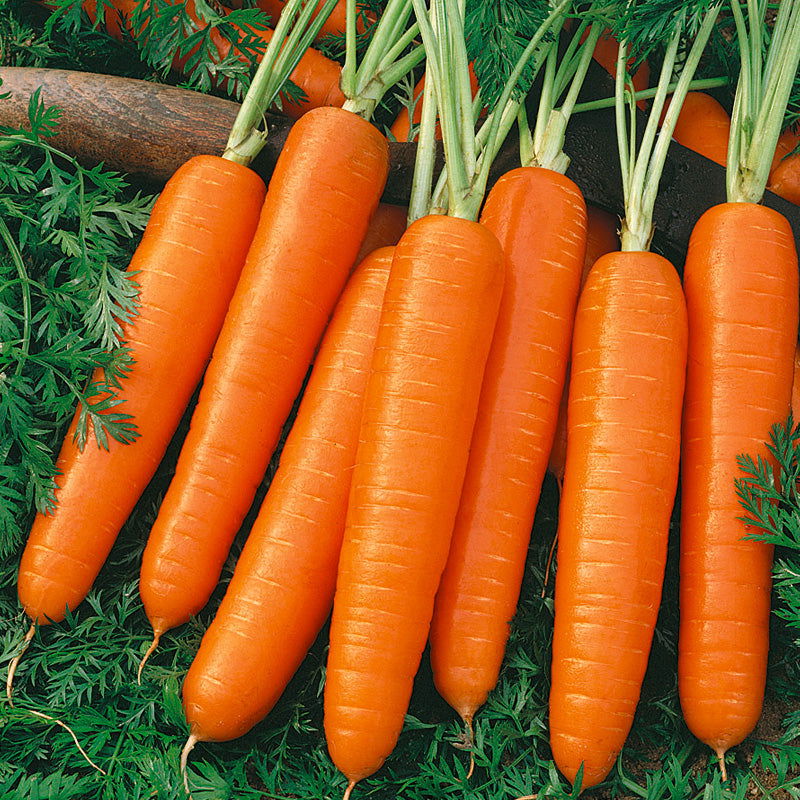 Scarlet Nantes Carrot Seeds (Organic) - Blessings Grow Meadows