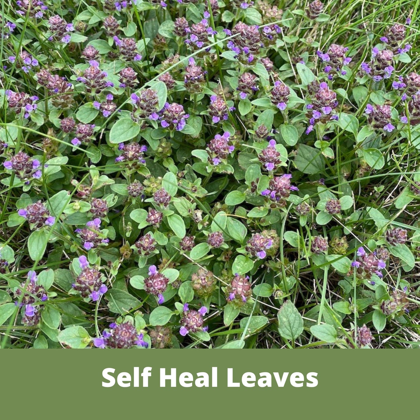 Self-Heal "Heal-All" Eco-Friendly Seeding Kit (Limited Time) - Blessings Grow Meadows