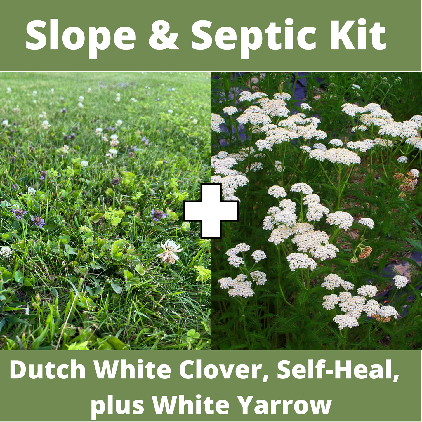Slope and Septic System Seed Kit - Blessings Grow Meadows