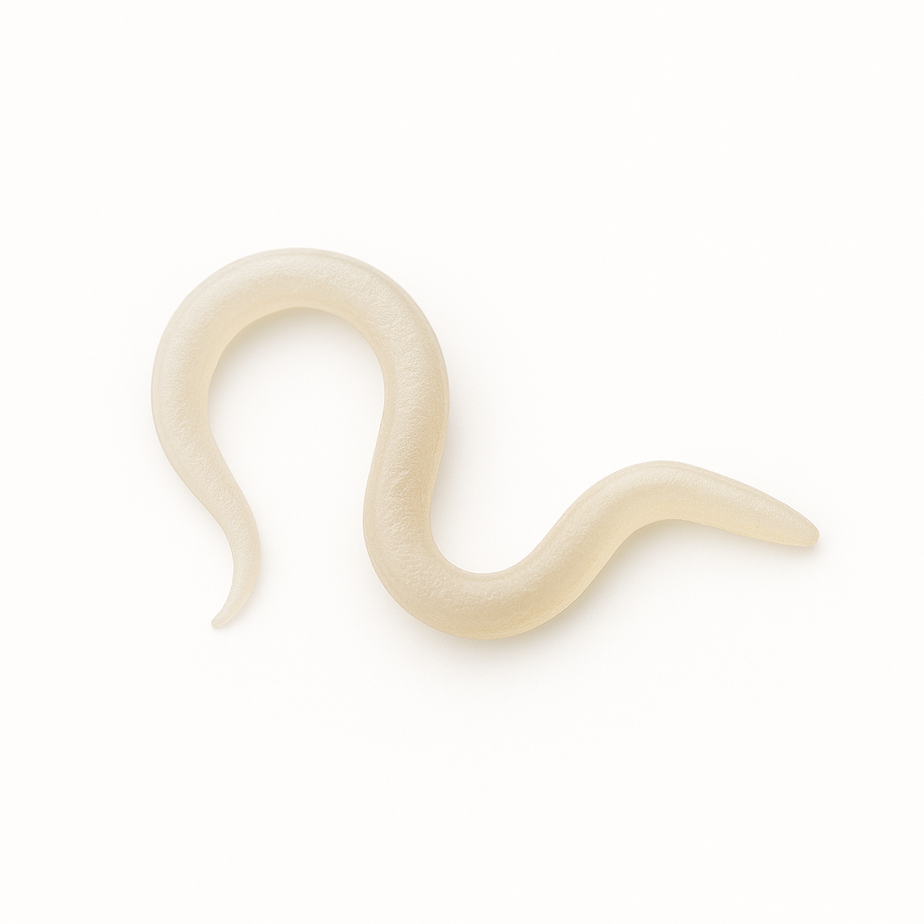 Sf Nematodes - Fungus Gnat Exterminators - Blessings Grow Meadows -