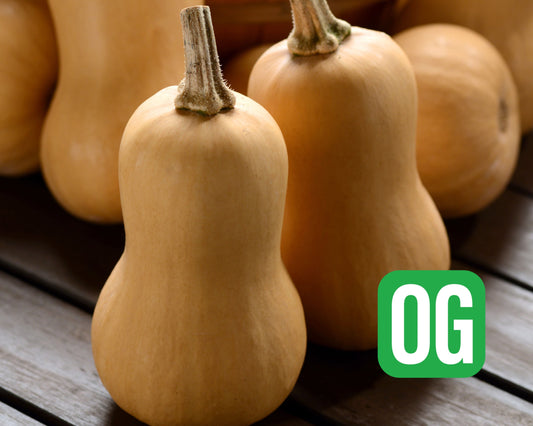 Butterbaby Hybrid Mini Butternut Squash Seeds - Blessings Grow Meadows