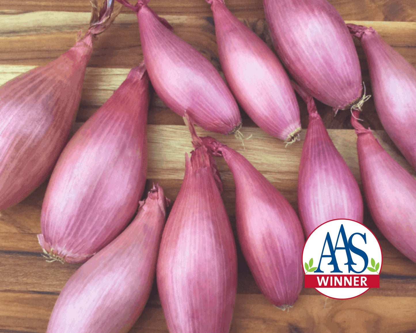 Creme Brulee Echalion Seeds - Blessings Grow Meadows