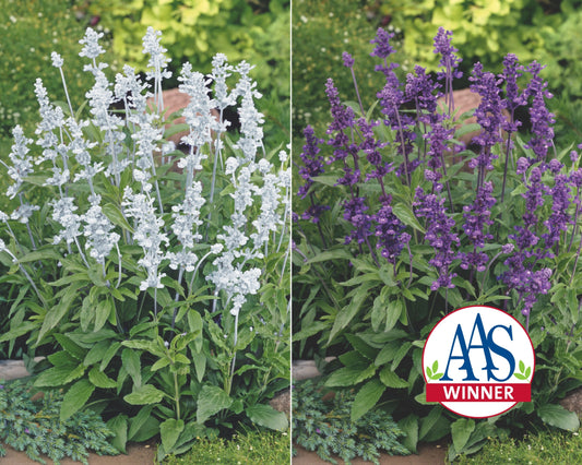 Evolution Mix Salvia Seeds - Blessings Grow Meadows
