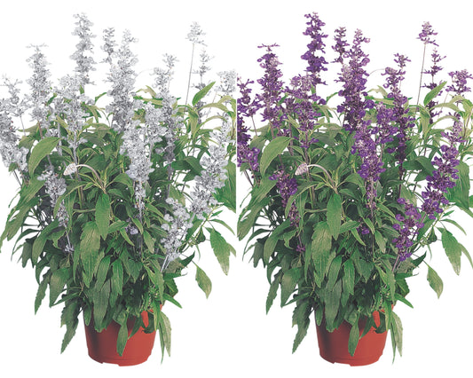 Evolution Mix Salvia Seeds - Blessings Grow Meadows