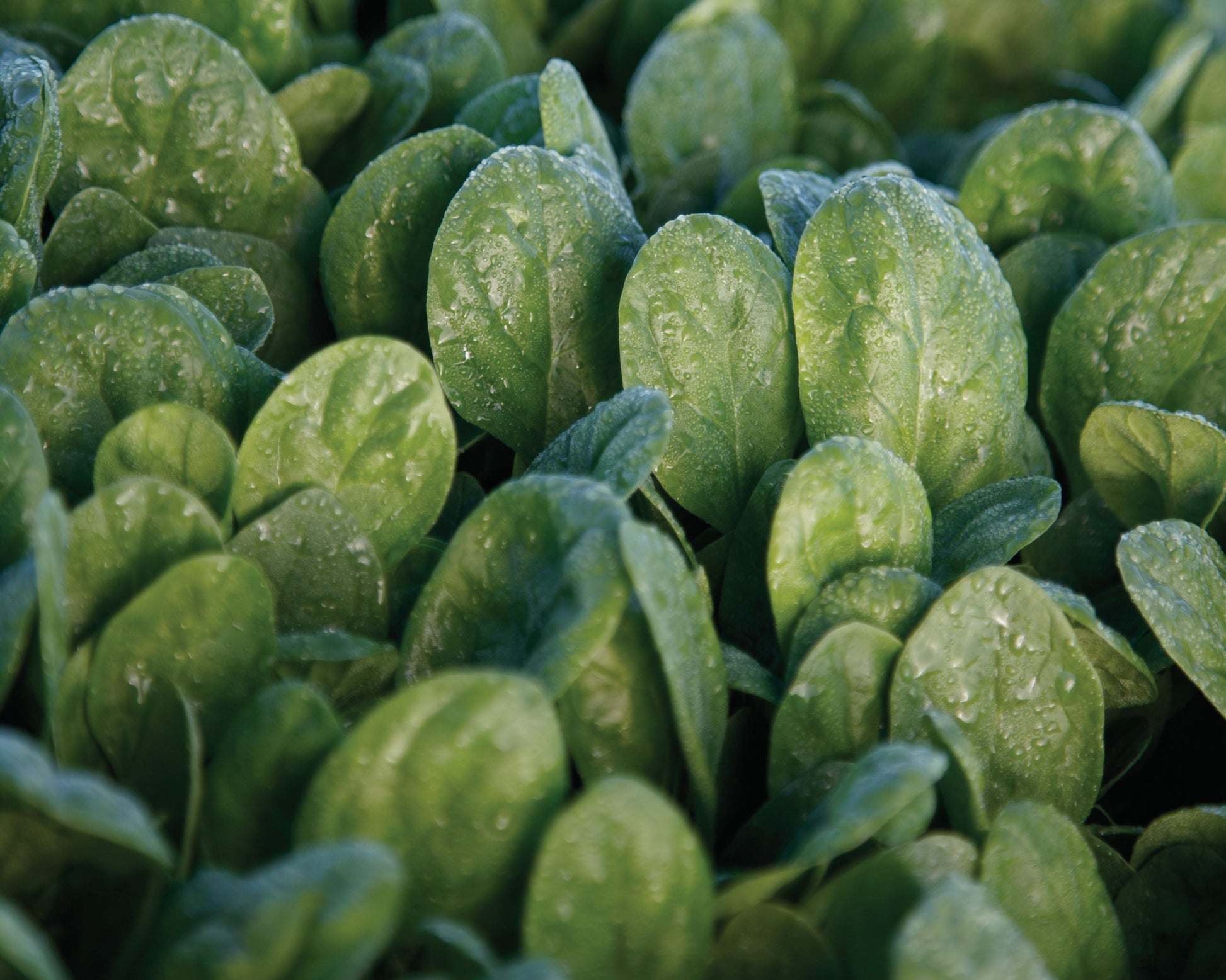 Seaside Hybrid Spinach Seeds - Blessings Grow Meadows