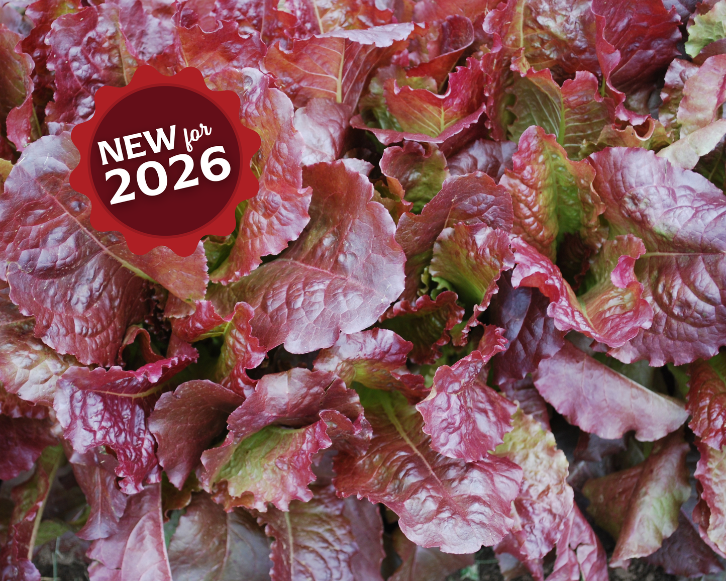 Outredgeous Lettuce Seeds - Blessings Grow Meadows