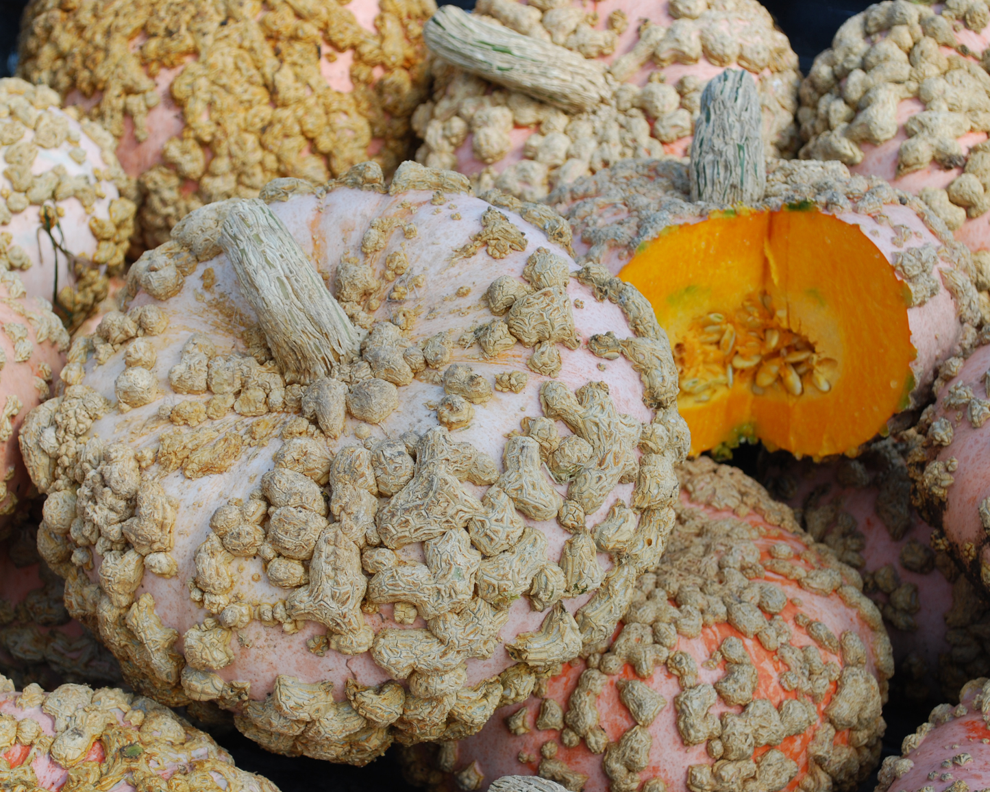 Galeux d'Eysines Pumpkin Seeds - Blessings Grow Meadows