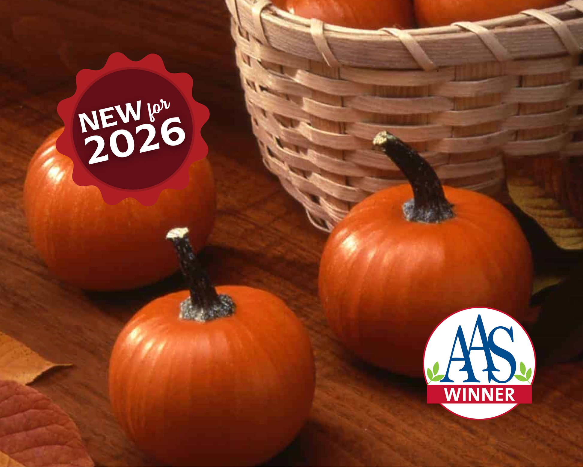 Wee-Be-Little Pumpkin Seeds - Blessings Grow Meadows