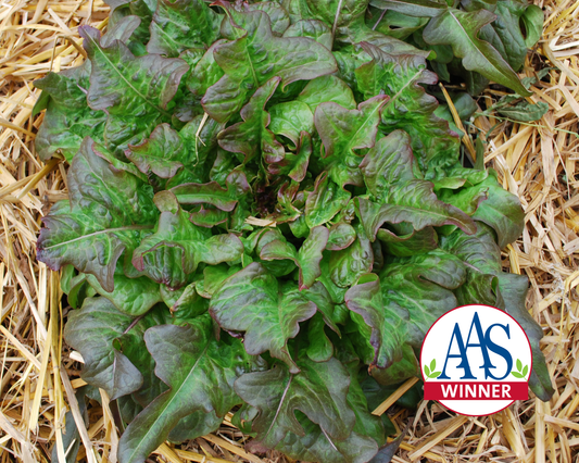 Bronze Beauty Heirloom Leaf Lettuce Seeds - Blessings Grow Meadows