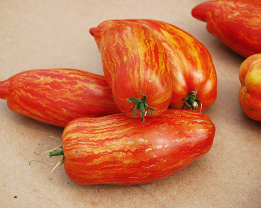 Speckled Roman Organic Tomato Seeds - Blessings Grow Meadows