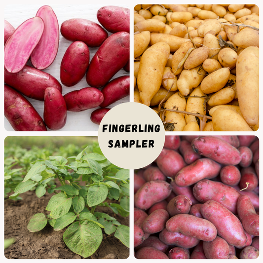 Assorted fingerling potatoes from The Farm On Central sampler, showcasing colorful small potatoes on a rustic background.