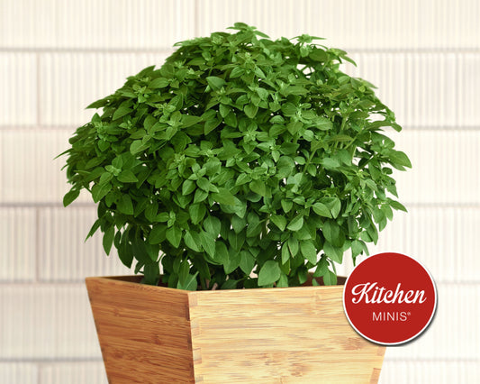 Bonsai Basil Seeds - Blessings Grow Meadows