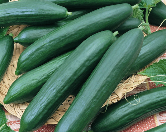 Tendergreen Burpless Cucumber Seeds - Blessings Grow Meadows