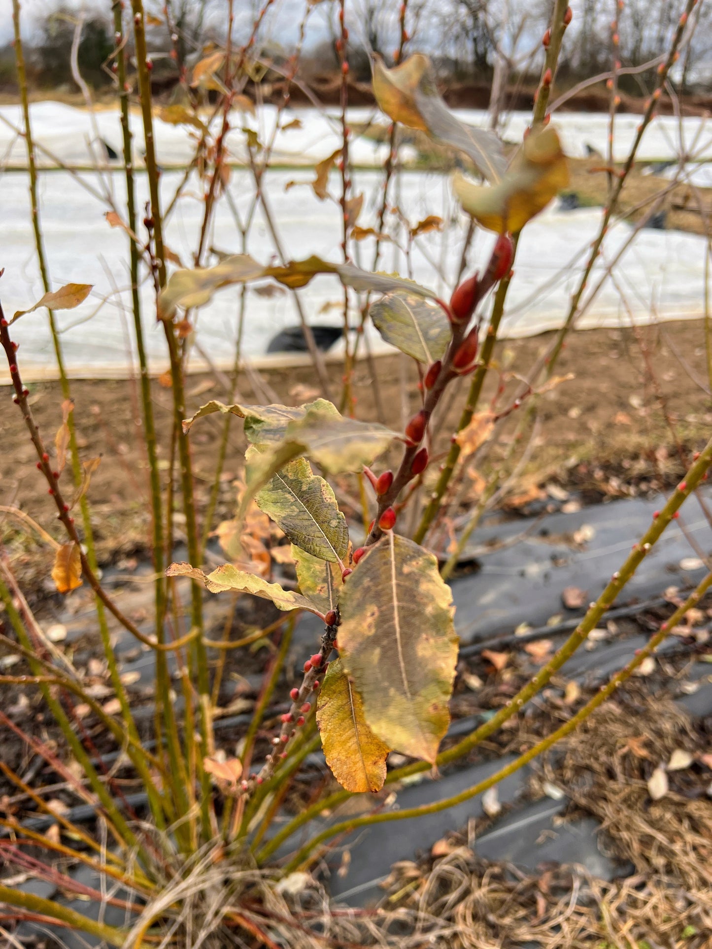 Willow plant material with showtime buds for streambanks and biomass by The Farm On Central, showcasing lush, green willow branches.