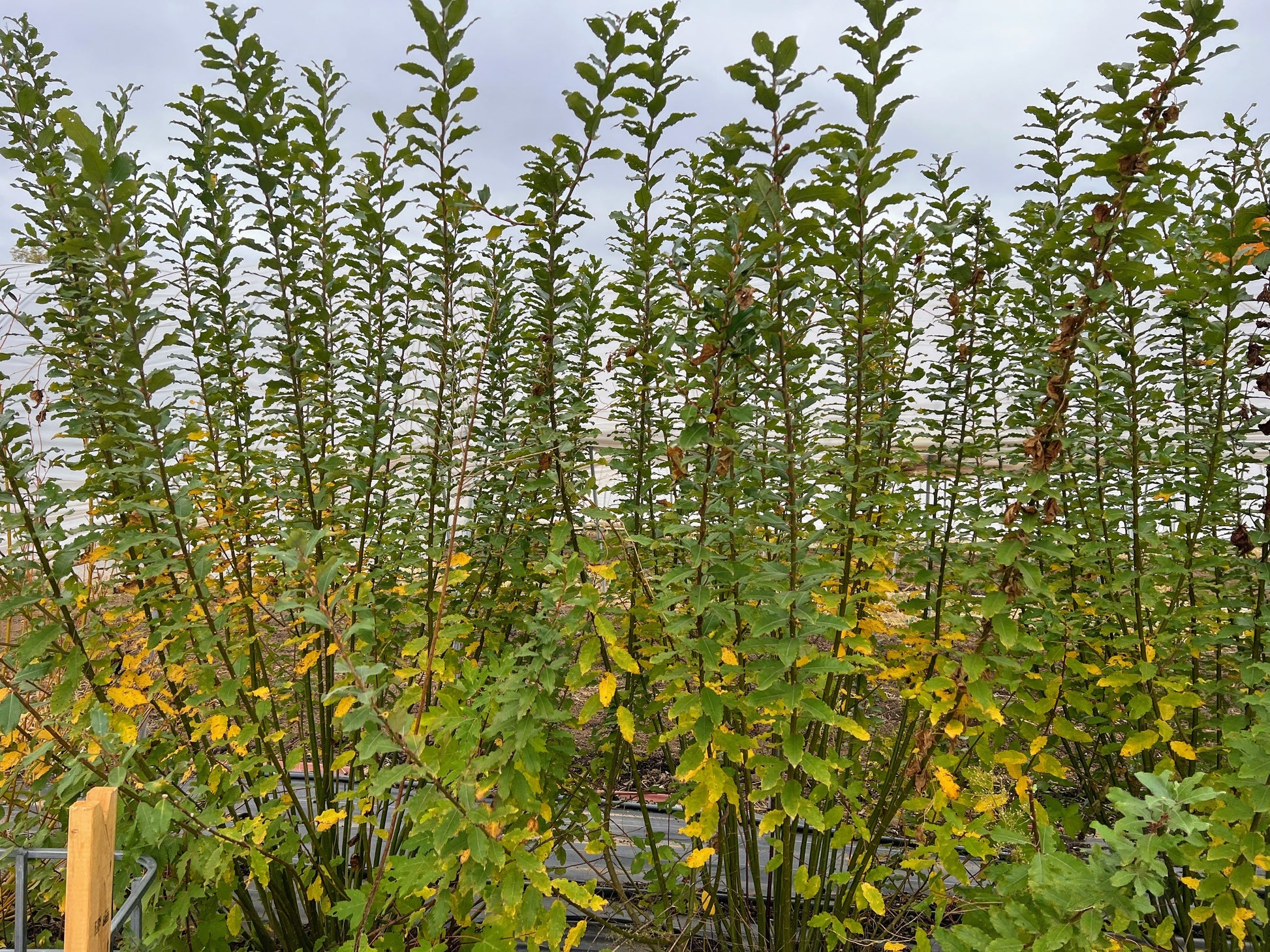 Willow plant material for streambanks and biomass from The Farm On Central, showing bundled willow branches and stems.
