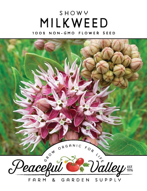 Showy Milkweed Seeds - Blessings Grow Meadows -