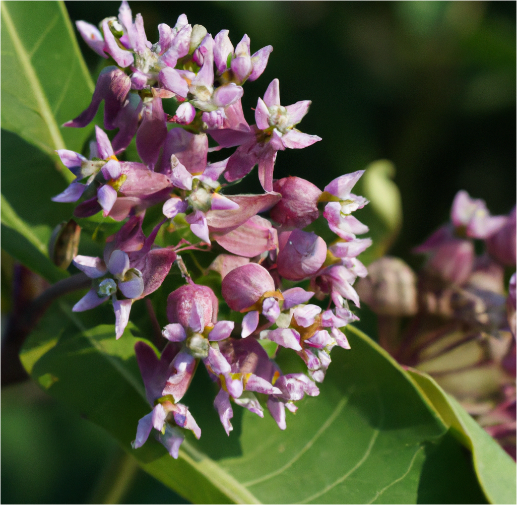 Showy Milkweed Seeds - Blessings Grow Meadows -