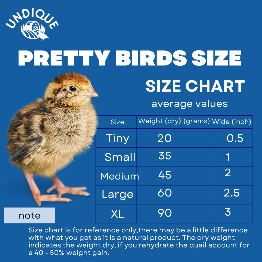 Size guide image showing Buddy's Pretty Birds Whole Quail Chicks XL by Quailz.com, featuring three young quail chicks.