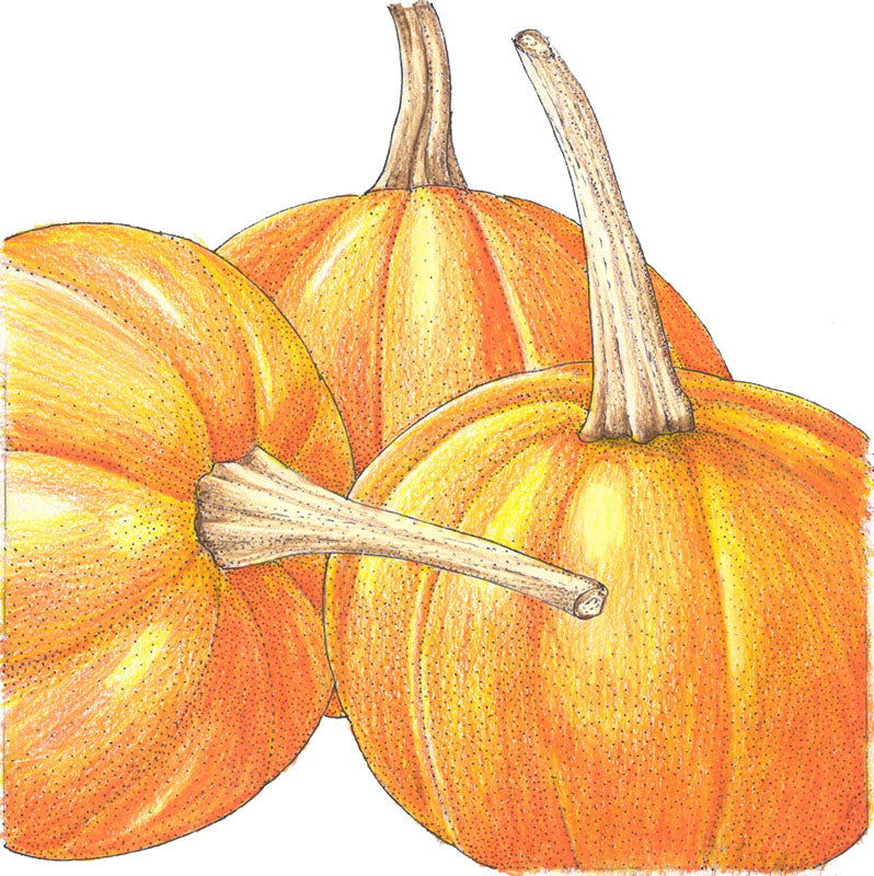 Small Sugar Pumpkin Seeds (Organic) - Blessings Grow Meadows