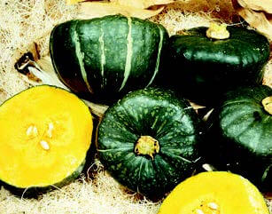 Burgess Buttercup Winter Squash Seeds - Blessings Grow Meadows