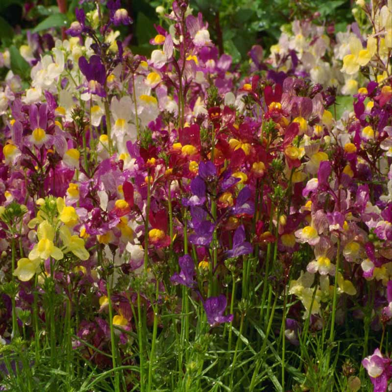 Snapdragon, Spurred (pack) - Blessings Grow Meadows