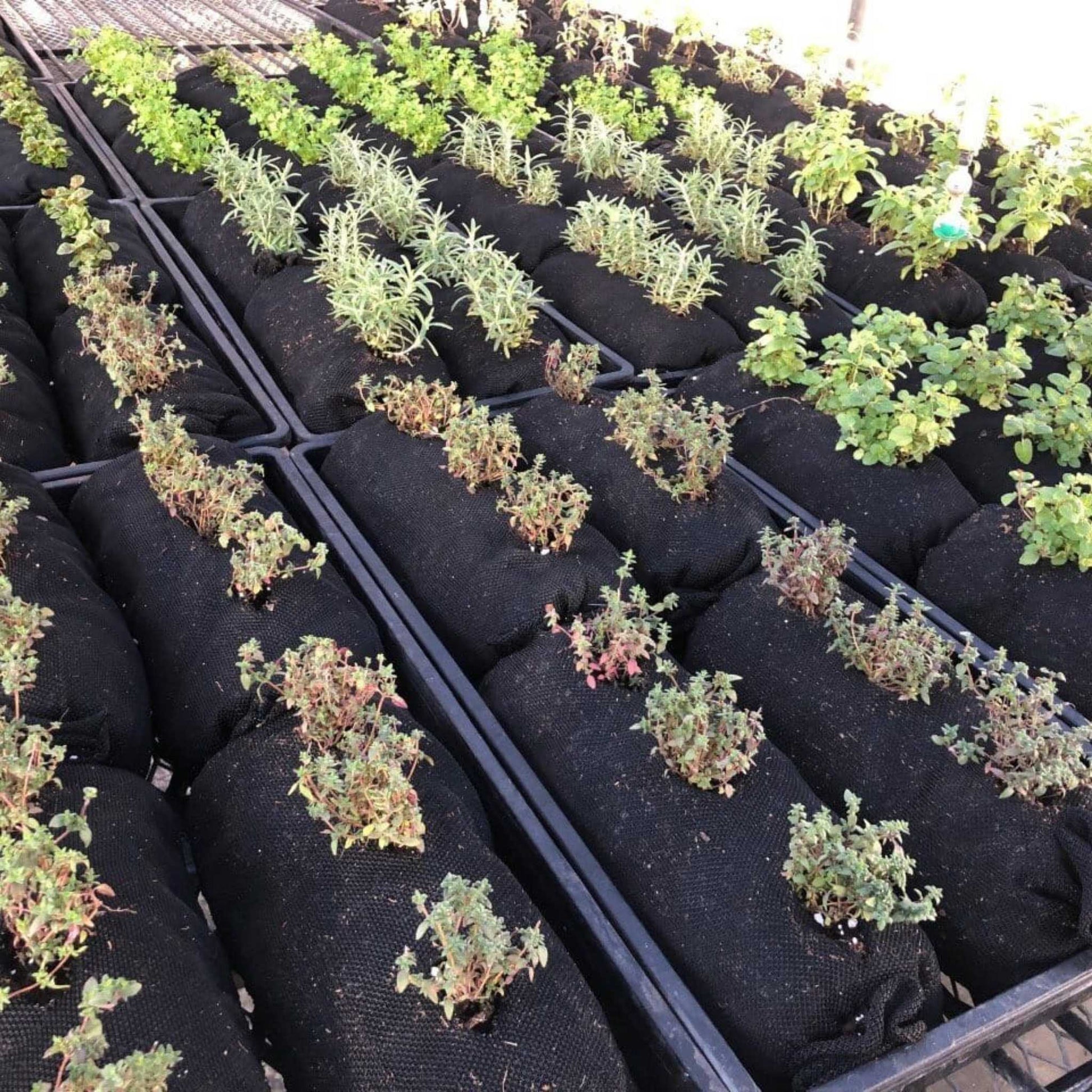 Varden™ Soil-Filled Vardensok - Bootstrap Farmer ~ Blessings Grow Meadows