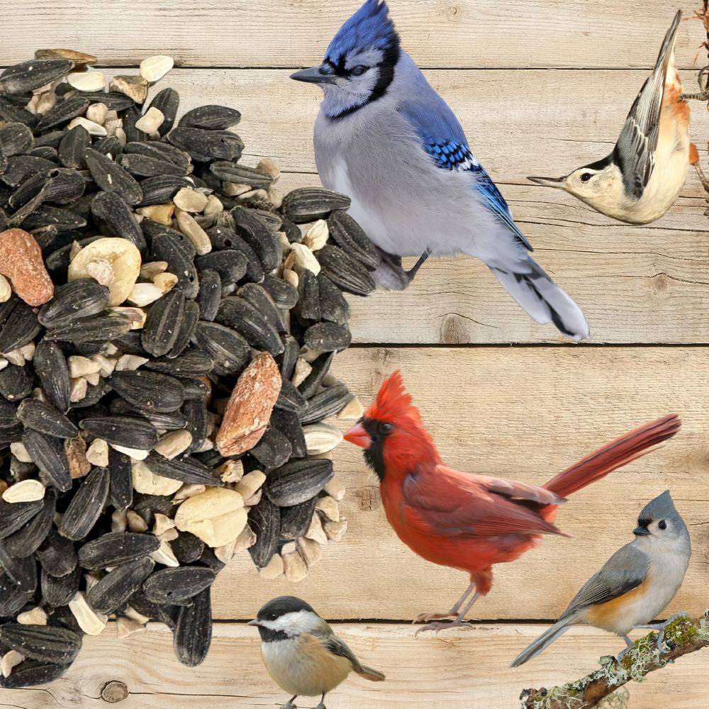 Wild bird seed blend in a bag, designed to attract songbirds, from Flawn Seed Kits’ Songbird Symphony collection.