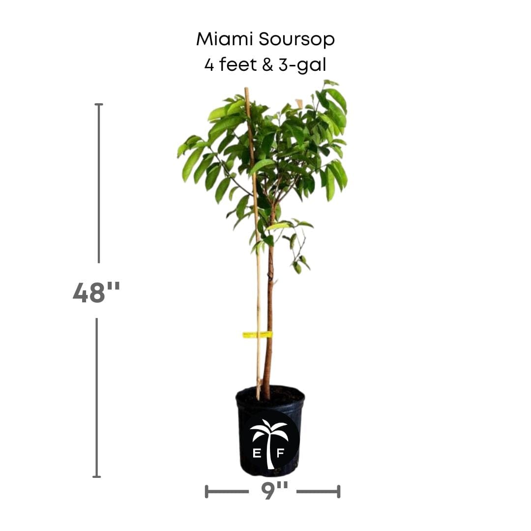 Soursop Guanabana from Seedlings Fruit Tree - Blessings Grow Meadows -