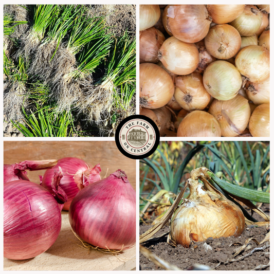 Golden short day onion bundle from The Farm On Central, shown with fresh onions on a rustic background.