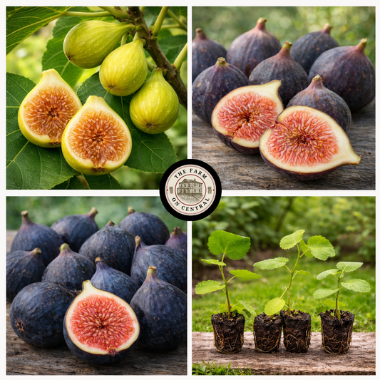 Assorted Southern fig trio from The Farm On Central, featuring fresh, ripe figs arranged on a rustic wooden surface.