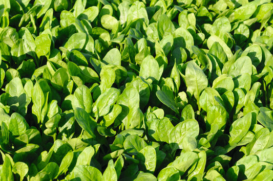 Space Hybrid Spinach - Blessings Grow Meadows