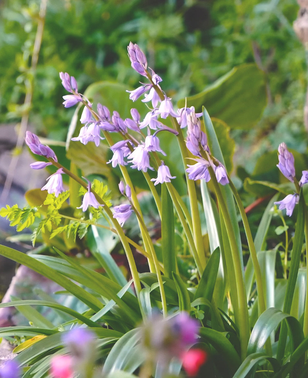 Rosabella Spanish Bluebells - 25 bulbs
