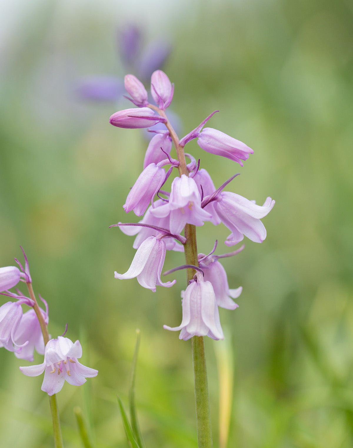 Rosabella Spanish Bluebells - 25 bulbs