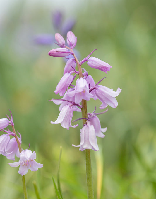 BloomingBulb Rosabella Spanish Bluebells bulbs blooming in a garden, showcasing vibrant blue bell-shaped flowers.