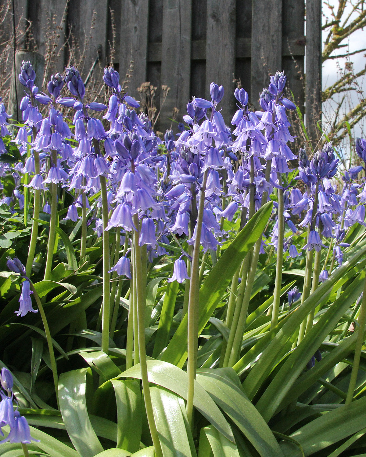 Blue Spanish Bluebells - 25 bulbs