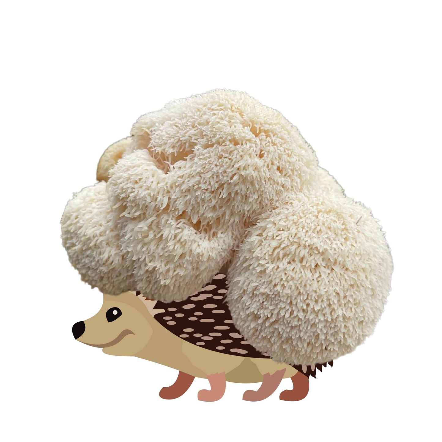 Sporecupine - Lion's Mane Mushroom Grow Kit - 6.5 LBS - Blessings Grow Meadows