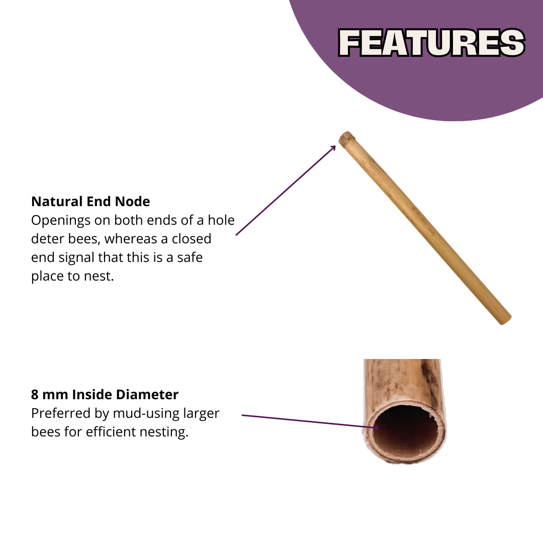 Spring Natural Reeds for Mason Bees - 8mm - Blessings Grow Meadows